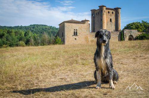 France, Pyrénées mountains, Aude department, Château d'Arques