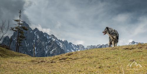 Austria, Schwednt, Schneebichl (1470 m)