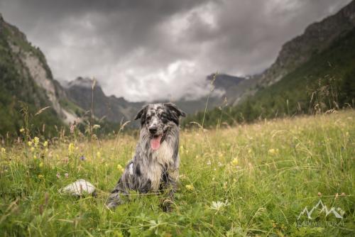 Italy, national park dello Stelvio, Cane, Cortebona